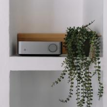 WiiM Vibelink Amp on a shelf beside an indoor plant